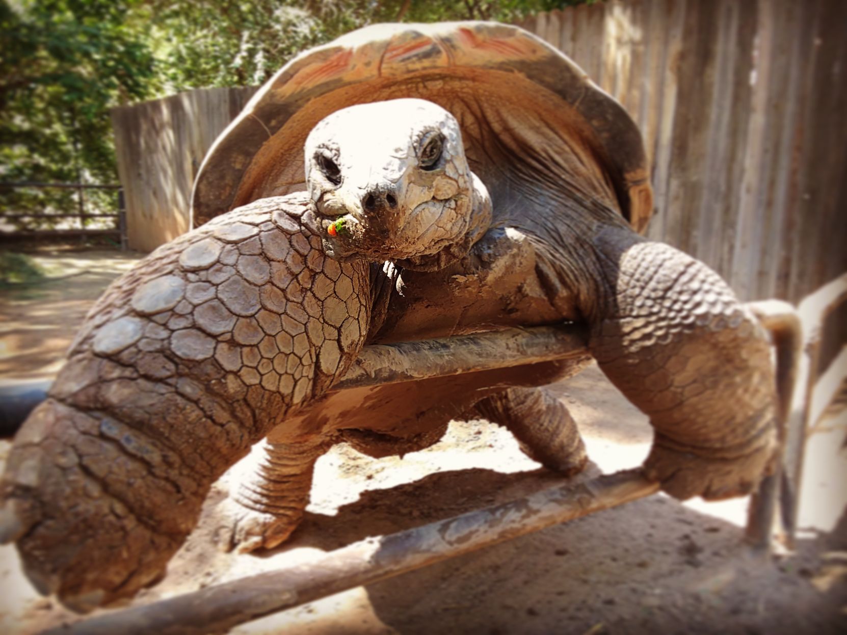 The friendly tortoise!